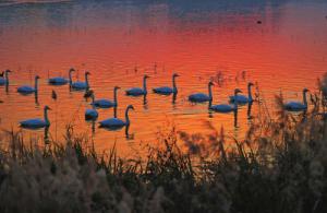 來約！萬只白天鵝在三門峽等你